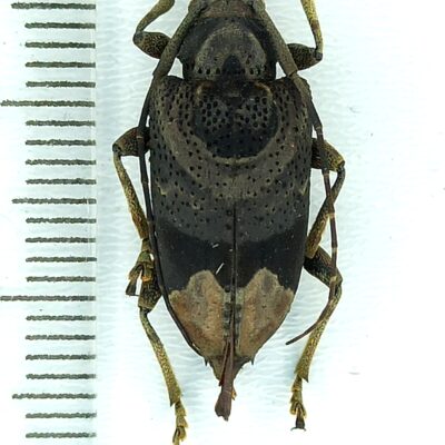 Cerambycidae sp., female, A1, Peru, L7518