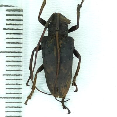 Cerambycidae, Jamesia globifera, female, A1, Peru