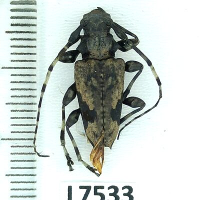 Cerambycidae sp., A1-, Peru, L7533