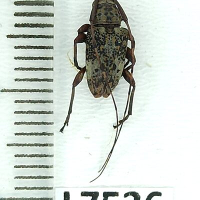 Cerambycidae sp., male, A1-, Peru, L7536