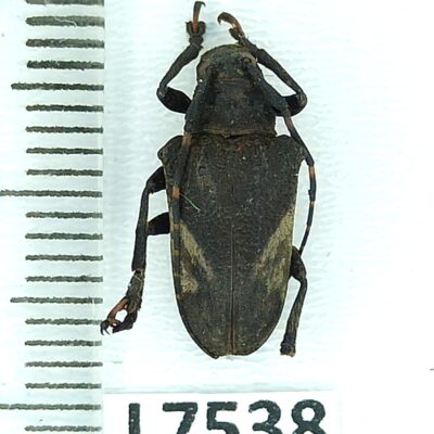 Cerambycidae sp., female, B, Peru, L7538