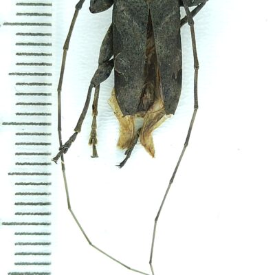 Cerambycidae sp., male, A1-, Peru, L7540