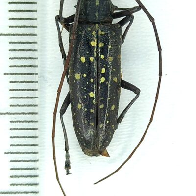 Cerambycidae, Colobothea sp., male, A1-, Peru