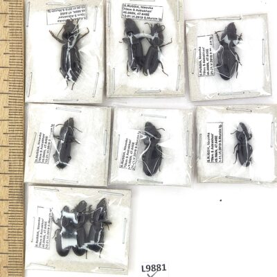 Carabidae sp., 10 ex., A1, Russia, L9881