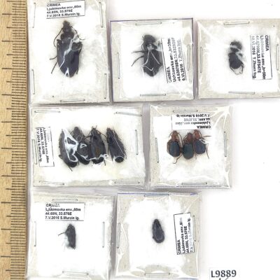 Carabidae sp., 12 ex., A1, Ukraine, Crimea, L9889