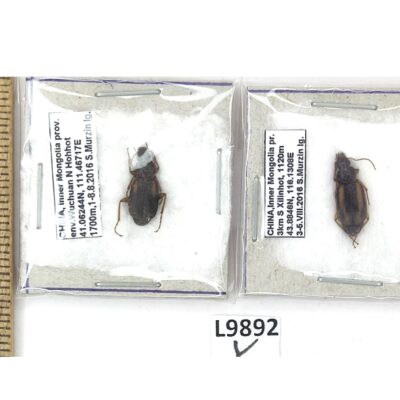 Carabidae sp., 2 ex., A1, China, L9892