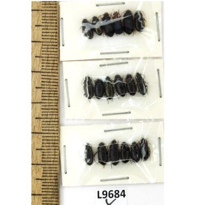 Carabidae sp., MIX 18 ex., A1, Ukraine L9684