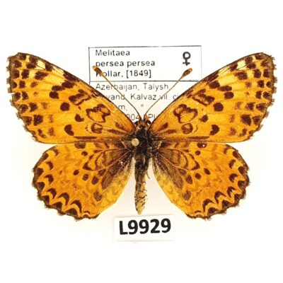 Nymphalidae, Melitaea persea persea, female, A-, Azerbaijan