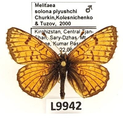 Nymphalidae, Melitaea solona plyushchi, male, A1-, Kyrgyzstan