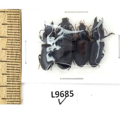 Carabidae sp., MIX 4 ex., A1, Ukraine L9685