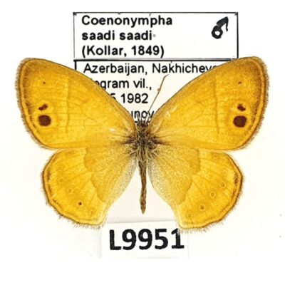 Nymphalidae, Satyrinae, Coenonympha saadi saadi, male, A1-, Azerbaijan