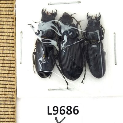 Carabidae sp., 3 ex., A1, Ukraine L9686