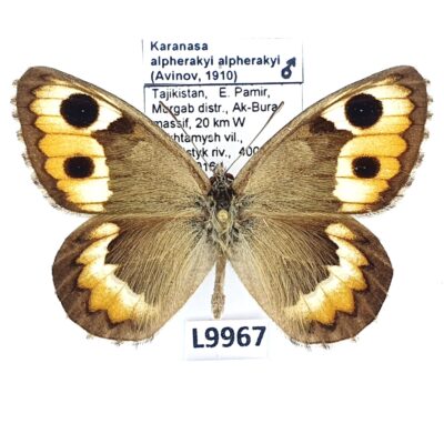 Nymphalidae, Satyrinae, Karanasa alpherakyi alpherakyi, male, A1+, Tajikistan