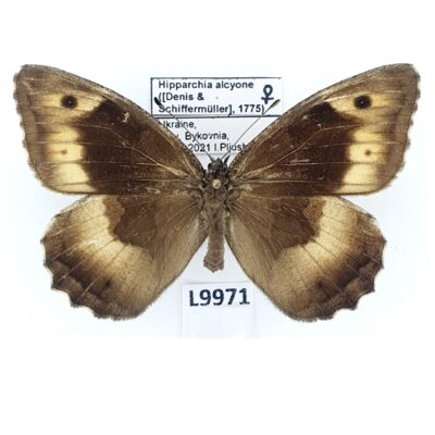 Nymphalidae, Satyrinae, Hipparchia alcyone, female, A1-, Ukraine