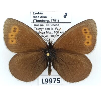 Nymphalidae, Satyrinae, Erebia disa disa, male, A1, Russia