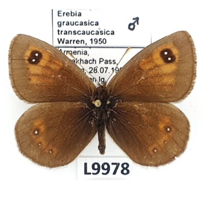 Nymphalidae, Satyrinae, Erebia graucasica transcaucasica, male, A1/A1-, Armenia