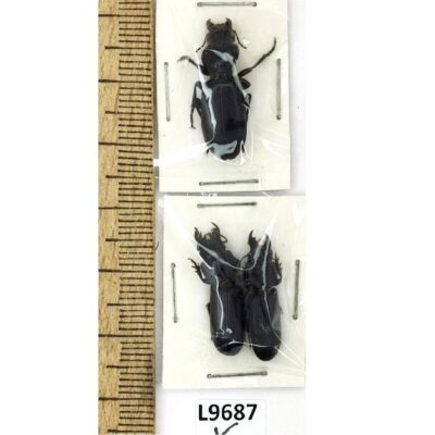 Carabidae sp., 3 ex., A1, Ukraine L9687