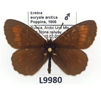 Nymphalidae, Satyrinae, Erebia euryale arctica, male, A1-, Russia
