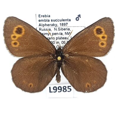 Nymphalidae, Satyrinae, Erebia embla succulenta, male, A1-, Russia