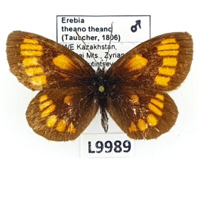 Nymphalidae, Satyrinae, Erebia theano theano, male, B, Kazakhstan