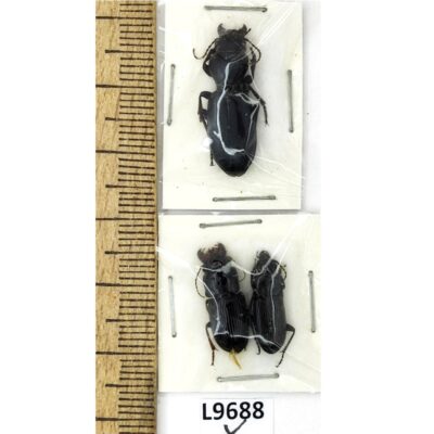 Carabidae sp., MIX 3 ex., A1, Ukraine L9688