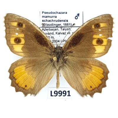 Nymphalidae, Satyrinae, Pseudochazara mamurra schachrudensis, male,A-,Azerbaijan