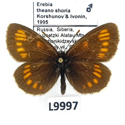 Nymphalidae, Satyrinae, Erebia theano shoria, male, A1/A1-, RARE