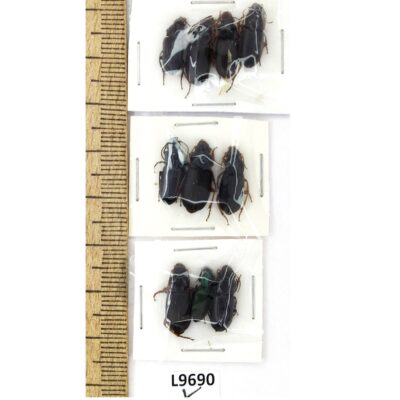 Carabidae sp., MIX 10 ex., A1, Ukraine L9690