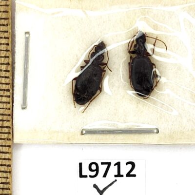 Carabidae sp., A1, Tajikistan, L9712