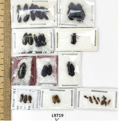 Carabidae sp., MIX 38 ex., A1, L9719
