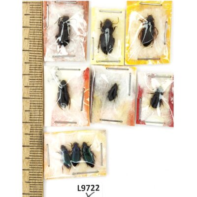 Carabidae sp., MIX 9 ex., A1, L9722