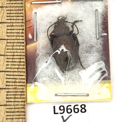 Carabidae, Carabus successor, male, A1, Kazakhstan
