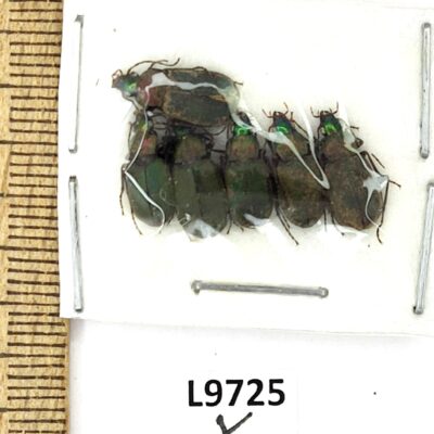 Carabidae sp., 6 ex., A1, Kazakhstan, L9725