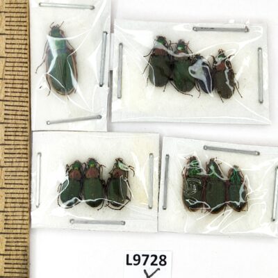 Carabidae sp., MIX 11 ex., A1, L9728