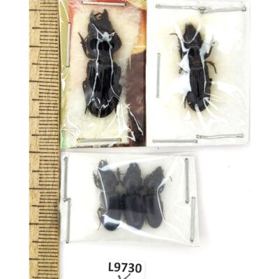 Carabidae sp., MIX 5 ex., A1, Uzbekistan/Kazakhstan, L9730