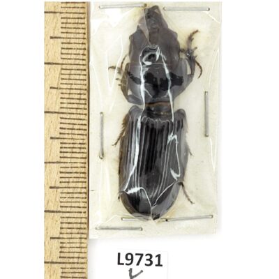 Carabidae, Scarites sp., A1, 44 mm, Pakistan, L9731