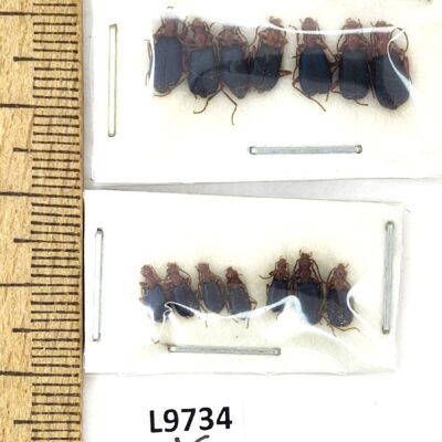 Carabidae sp., 14 ex., A1, Kyrgyzstan. L9734