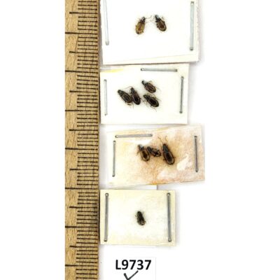 Carabidae, Bembidiini sp., 10 ex., A1, Pakistan, L9737