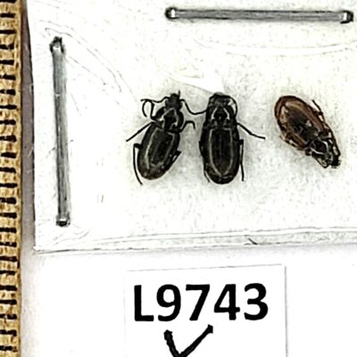 Carabidae, Pogonini sp., A1, Uzbekistan, L9743