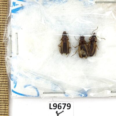 Carabidae sp., 3 ex., A1-, Ukraine L9679
