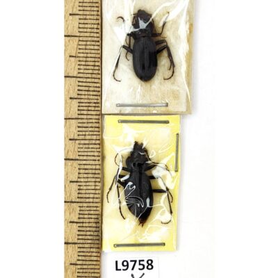 Carabidae, Nebria fischeri, 2 ex., A1, Türkiye