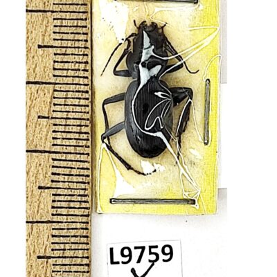 Carabidae, Nebria fischeri, A1, Türkiye