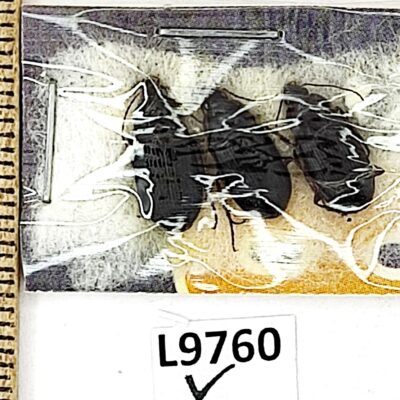 Carabidae, Calathus ambiguus disiunctus, 3 ex., A1, Iran