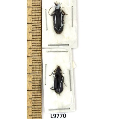 Carabidae, Pseudotaphoxenus tianchanicus reichardi?, 2 ex., A1, Tajikistan