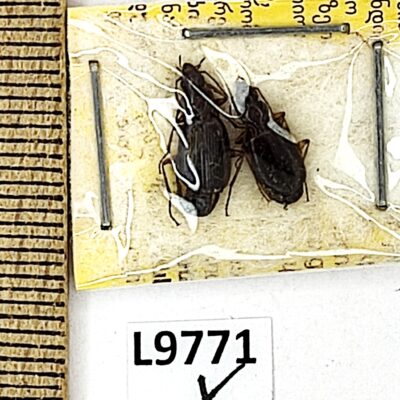 Carabidae, Cymindis sp., 2 ex., A1, Tajikistan, L9771