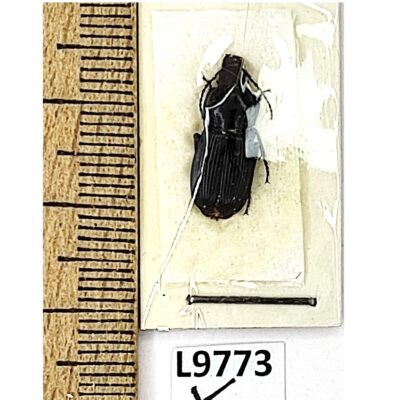 Carabidae sp., A1, Russia, L9773