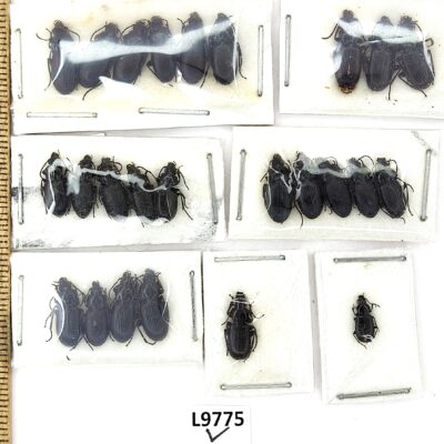 Carabidae sp., 25 ex., A1, Kyrgyzstan/Kazakhstan, L9775