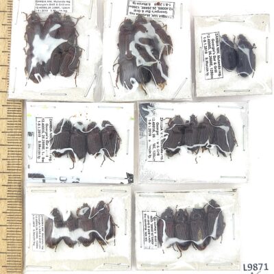 Carabidae sp., 30 ex., A1/A1-, Zambia, L9871