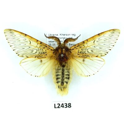 Notodontidae, Cerura vinula, A1, male, Ukraine