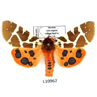 Erebidae, Arctiinae, Arctia caja, female, ex ovo, A1, Ukraine